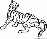Coloring Tiger Coloringhome sketch template