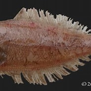 Afbeeldingsresultaten voor "arnoglossus Laterna". Grootte: 184 x 167. Bron: adriaticnature.com