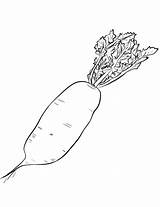 Radish Coloring Printable Drawing Pages Categories sketch template