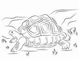 Tortoise Tortugas Aldabra Tortuga Gigante Supercoloring Gratistodo sketch template