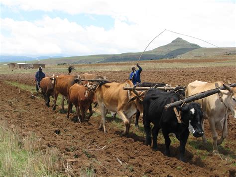 report argues  land redistribution  create  jobs  agriculture  south africa site