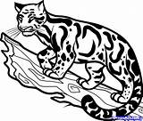 Leopard Clouded Coloring Drawing Clipart Easy Simple Cliparts Drawings Draw Library 06kb 1054 Step sketch template