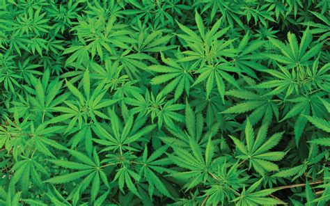 importance  leaves  cannabis plants growbarato