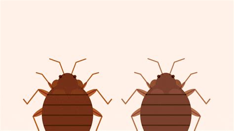 7 Infested Facts About Bed Bugs Mental Floss