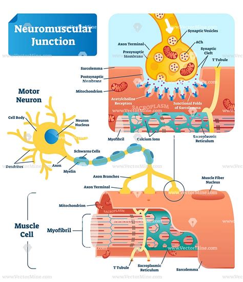 neuromuscular junction biological vector illustration infographic diagram neuromuscular