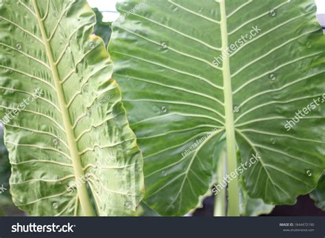 daun talas colocasia esculenta dikenal sebagai stock photo
