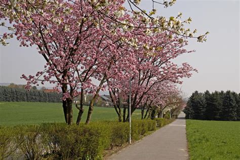 Ciliegio Giapponese In Primavera Con La Foresta Di Teutoburg Nei