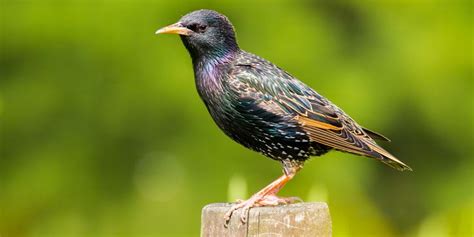 starling identification habitat and food ark wildlife uk canvas