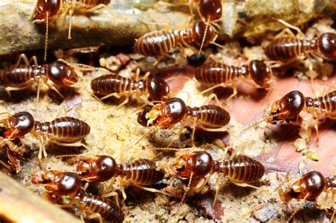 termites active  keilor pest control empire