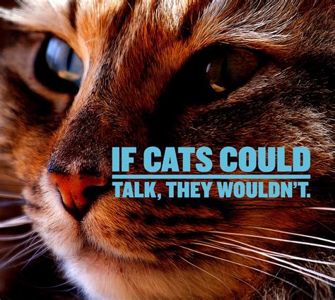 cat quotes  sayings  cat lovers  understand