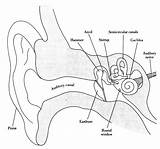 Ear Diagram Human Anatomy Structure Label Inner Drawing Parts Labeled Ears Draw Labels Structures Outer Senses Its Mold Psychology Body sketch template
