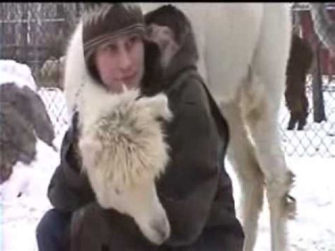 alpaca hug youtube