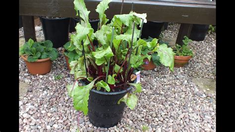 pot grown beetroot beets update   grow beetroot   grow