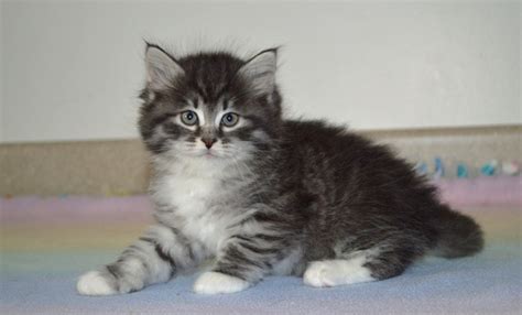 siberian cats — charodey cattery available kittens