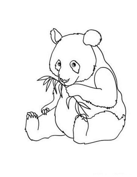 panda bear coloring pages  kids