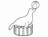 Equilibrist Seal Coloring Coloringcrew sketch template