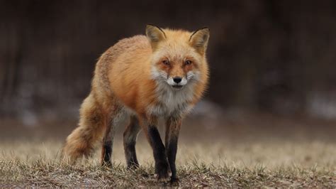 fox animals hd wallpapers desktop  mobile images