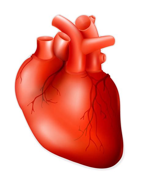 heart images hd biology webmds heart anatomy page
