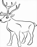 Reindeer Kolorowanki Renifery Renifer Raindeer Reindeers Deer Coloringbay Turtle Reniferami Supplyme sketch template