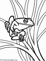 Frog Coloring Pages Tree Outline Print Realistic Jumping Drawing Printable Kermit Color Frogs Clipartpanda Clipart Green Getdrawings Cartoon Kids Getcolorings sketch template