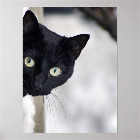 black cat print zazzlecom