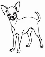 Chihuahua Cani Hunde Animali Colorear Perro Chiwawa Cane Stampare Ausmalen Disegnare Clipartmag Malvorlage Salvato Kategorien Xyz sketch template