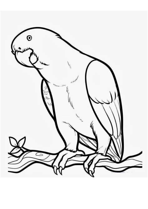 coloring pages parrot birds coloring pages
