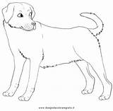 Hunde Cani Disegno Colorare Ausmalen sketch template