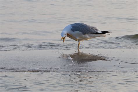 floehe foto bild tiere wildlife wild lebende voegel bilder auf fotocommunity