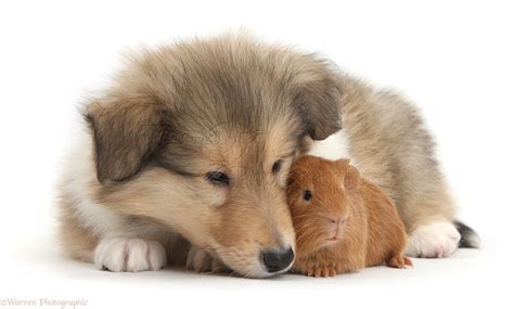 pets sable rough collie puppy  baby red guinea pig photo wp