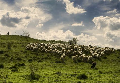 schapen die op een groene weide tijdens een zonnige dag weiden stock foto image  heuvel