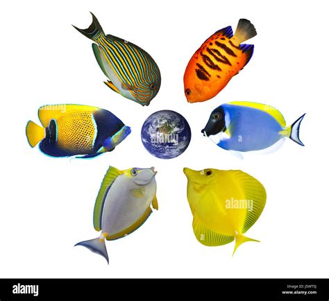 environment enviroment animal aquarium fish globe planet earth world