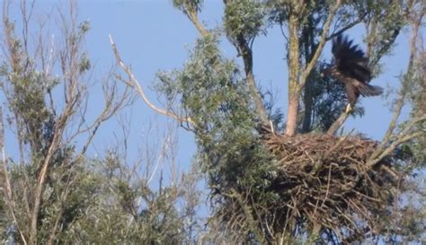 jonge zeearend koudum uitgevlogen koudumnl