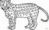 Cheetah Coloring Pages sketch template