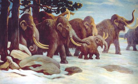 dna proves mammoths mated  species boundaries  archaeology