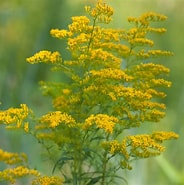 Image result fo' Solidago. Right back up in yo muthafuckin ass. Size: 184 x 185. Right back up in yo muthafuckin ass. Source: plants.gowanuscanalconservancy.org