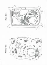 Cell Animal Plant Coloring Worksheet Cells Color Blank Worksheets Pages Diagram Science Printable Sheet Drawing Kids Biology Teaching Organelles Quiz sketch template