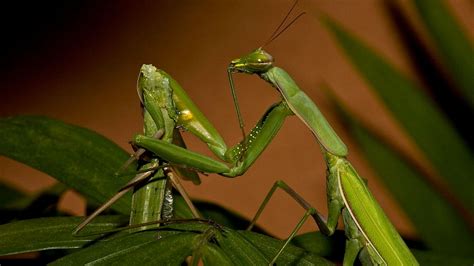 Why Female Praying Mantises Devour Their Partners During Sex