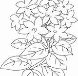 Flower Coloring Jasmine Pages Buttercup Drawing Getdrawings Getcolorings sketch template