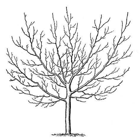 winter tree images spooky tree coloring page winter trees tree