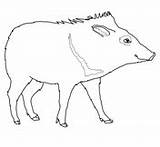 Coloring Peccary Javelina Pigs Peccaries Wild sketch template