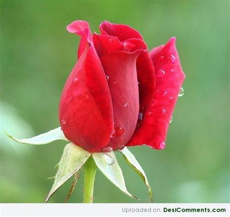 bloomed rose desicommentscom