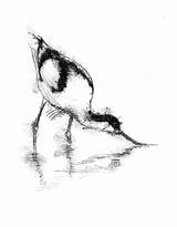 Avocet Bird sketch template