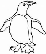 Penguin Penguins Pinguim sketch template