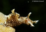 Afbeeldingsresultaten voor "acmaeopleura Parvula". Grootte: 152 x 106. Bron: seaslugs-guadeloupe.com