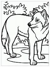 Wolf Coloring Color Print Kids Pages Children sketch template