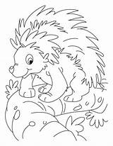Porcupine Coloring Pages Kids Color Printable Balancing Cute Colouring Choose Board Getcolorings Bestcoloringpagesforkids sketch template