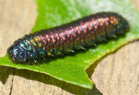 groundselbush beetle larva whats  bug