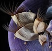 Afbeeldingsresultaten voor "thysanopoda Pectinata". Grootte: 105 x 104. Bron: www.roboastra.com