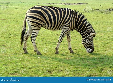 zebra grazing stock photo image  africa chapman african